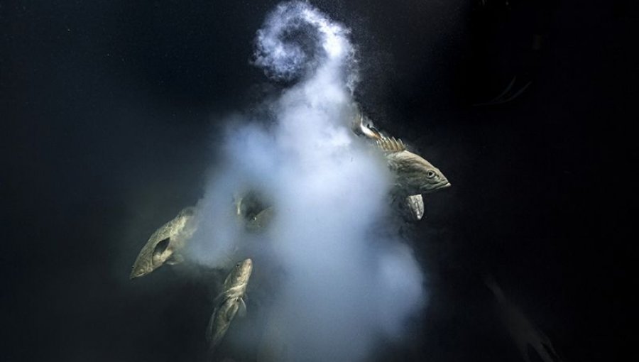 "Sexo explosivo" gana el primer premio de un prestigioso concurso de fotografía silvestre