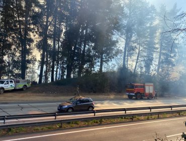 Incendio forestal en sector Peñuelas de Valparaíso fue controlado: 1,2 hectáreas fueron consumidas