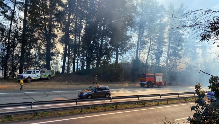 Incendio forestal en sector Peñuelas de Valparaíso fue controlado: 1,2 hectáreas fueron consumidas