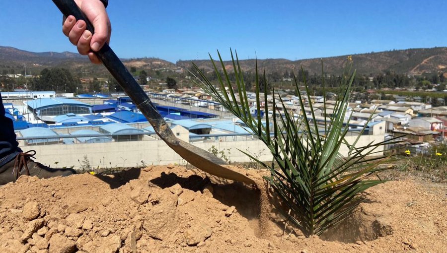 Plantan más de 400 árboles en cerro colindante al centro de justicia juvenil de Limache