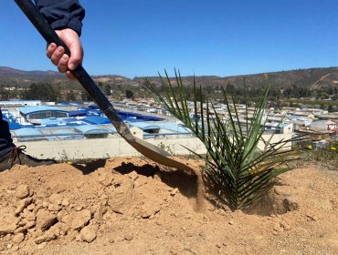 Plantan más de 400 árboles en cerro colindante al centro de justicia juvenil de Limache
