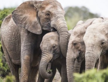 Los elefantes que nacen sin colmillos para poder sobrevivir ante la caza furtiva