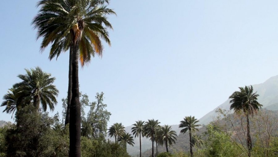 Investigación plantea que hasta 43,6% de la vegetación nativa nacional estaría bajo riesgo frente al cambio climático