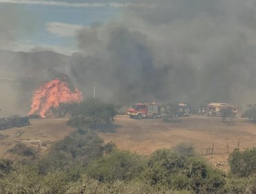 Al menos 10 hectáreas han sido consumidas por incendio forestal en Punitaqui: decretan Alerta Roja