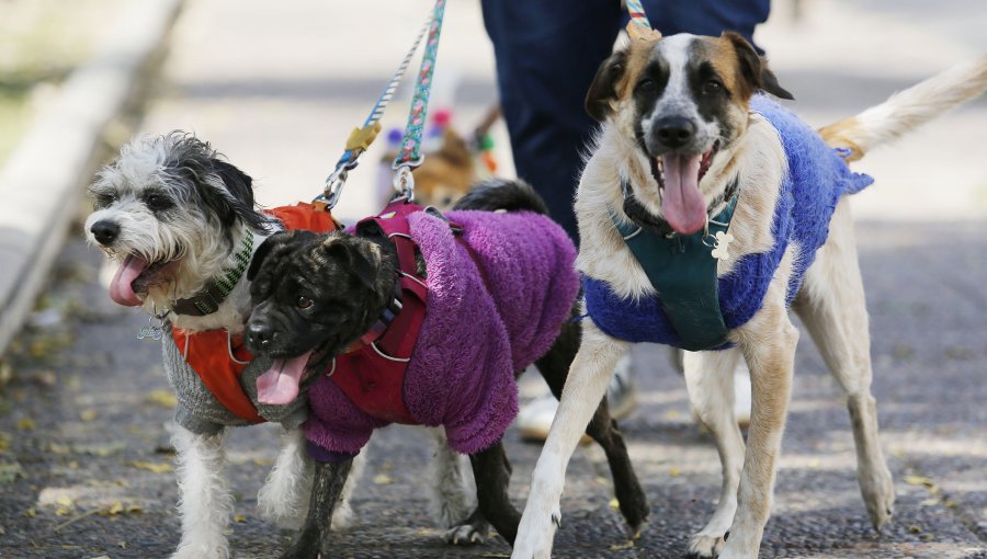 Presentan proyecto para trasladarse con mascotas en el transporte público