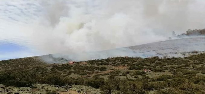 Incendio forestal afecta al menos a 3 hectáreas en sector Pedregoso de Lonquimay