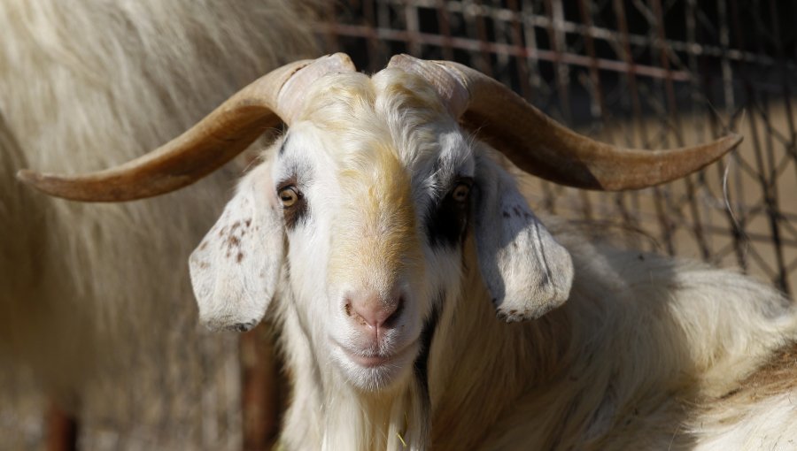 En sector el Sendero en Quillota encuentran la cabeza de una cabra: No descartan extraños rituales en plena calle