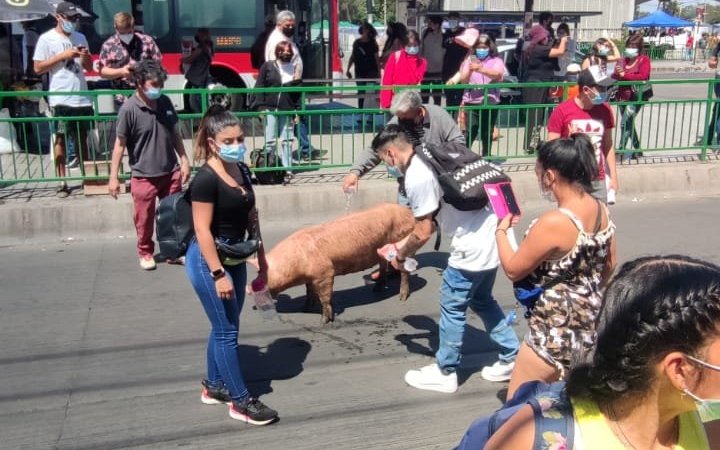 Cerdos cayeron desde camión en cercanías de la plaza de Maipú: denuncian maltrato animal