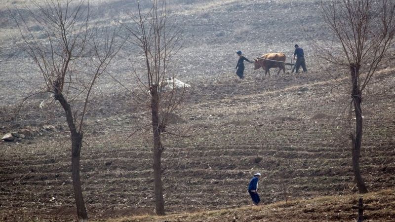 La hambruna que se cierne sobre Corea del Norte y que puede ser la peor en décadas