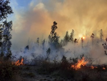 Una vivienda con daños y vehículos destruidos deja incendio forestal en Paine: decretan Alerta Roja
