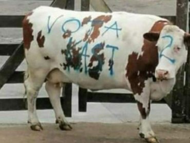 Polémica por vaca rayada con la consigna "Vota Kast" en feria ganadera de Puerto Montt