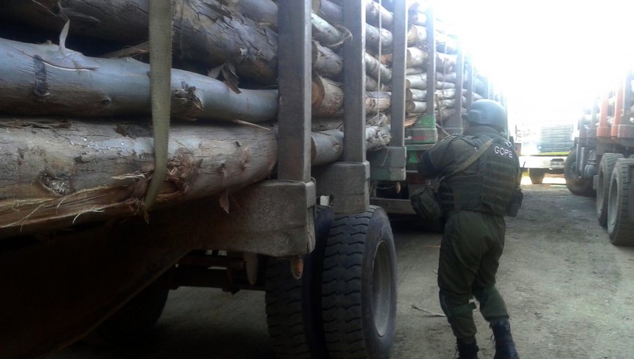 Cinco detenidos por robo de madera y desacato dejó procedimiento policial en predio forestal en Arauco