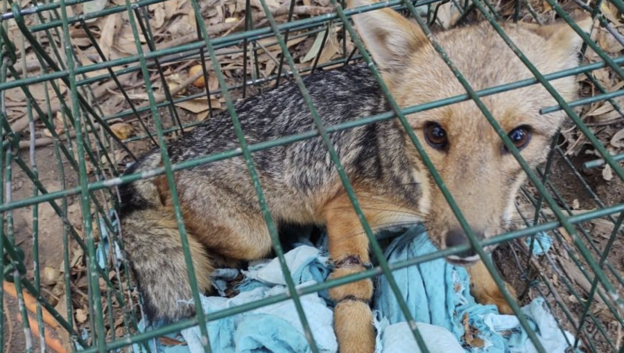 Zorros, peucos, yaca y otra fauna nativa chilena regresan a su hábitat natural en La Campana