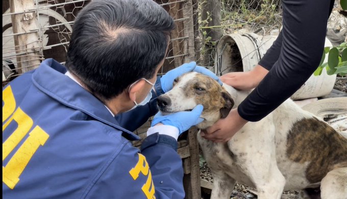 Policía de Investigaciones realiza notable rescate de al menos 20 perros que vivían bajo maltrato