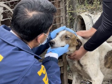 Policía de Investigaciones realiza notable rescate de al menos 20 perros que vivían bajo maltrato
