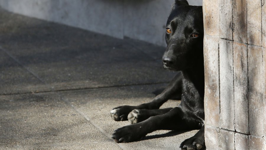 Sujetos arriesgan tres años de cárcel por incitar a su perro a matar a otro en Cobquecura