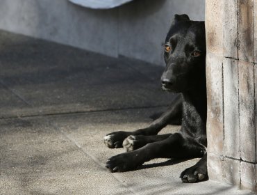 Sujetos arriesgan tres años de cárcel por incitar a su perro a matar a otro en Cobquecura