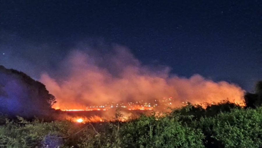 Municipio de Concepción presentó querella por incendio en humedal Paicaví