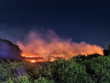 Municipio de Concepción presentó querella por incendio en humedal Paicaví