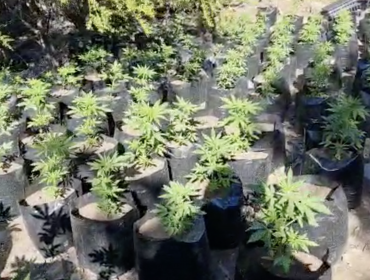 Más de $5.000 millones en plantas de cannabis fueron incautadas en sector Alicahue de Cabildo