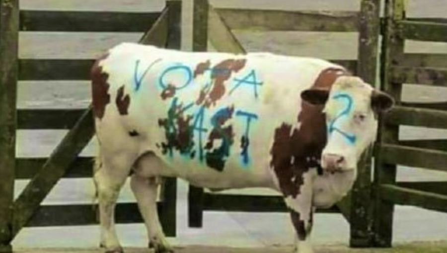 Juzgado de Puerto Montt declara admisible la querella por vaca rayada con propaganda de José Antonio Kast