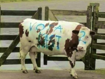 Juzgado de Puerto Montt declara admisible la querella por vaca rayada con propaganda de José Antonio Kast