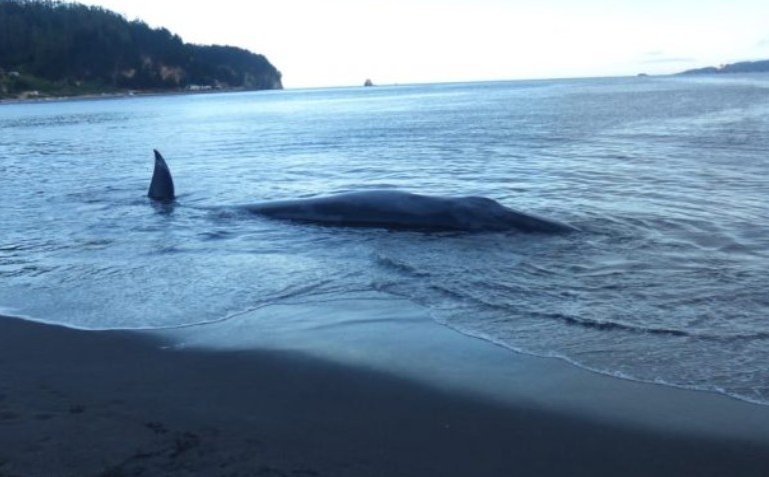 Vecinos y pescadores devolvieron al mar a ballena que se encontraba varada en caleta Lenga de Hualpén
