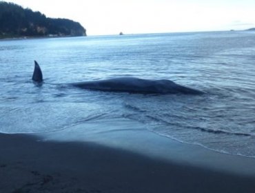 Vecinos y pescadores devolvieron al mar a ballena que se encontraba varada en caleta Lenga de Hualpén