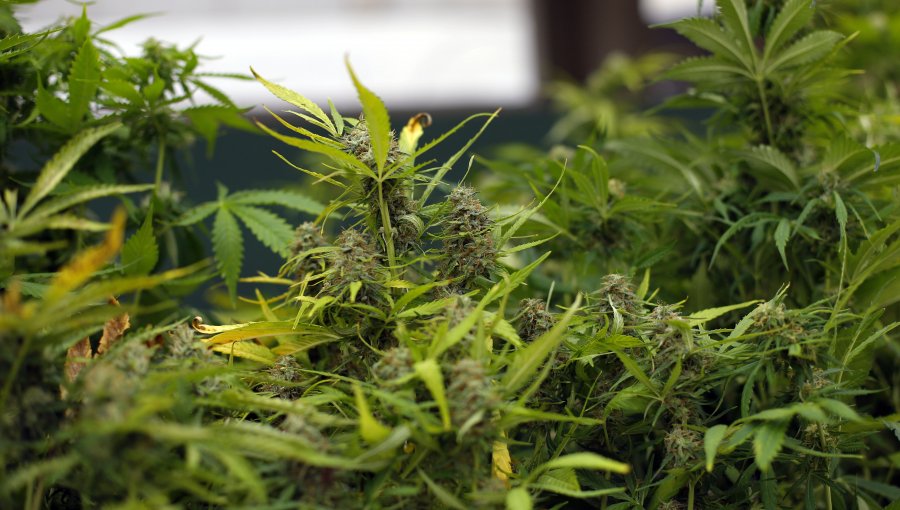 Decomisan en Los Vilos más de 18 mil plantas de marihuana avaluadas en $88 mil millones