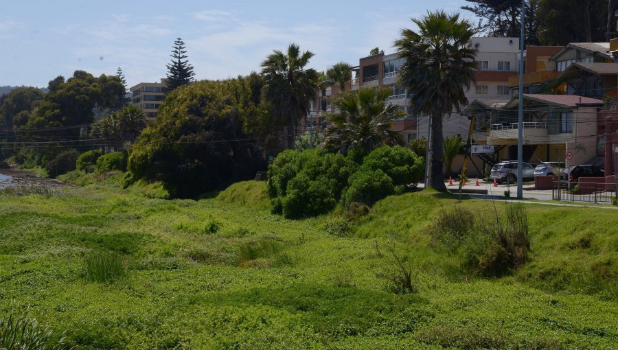 Ingresan solicitud para que estero de Reñaca sea protegido y declarado Humedal Urbano en Viña del Mar