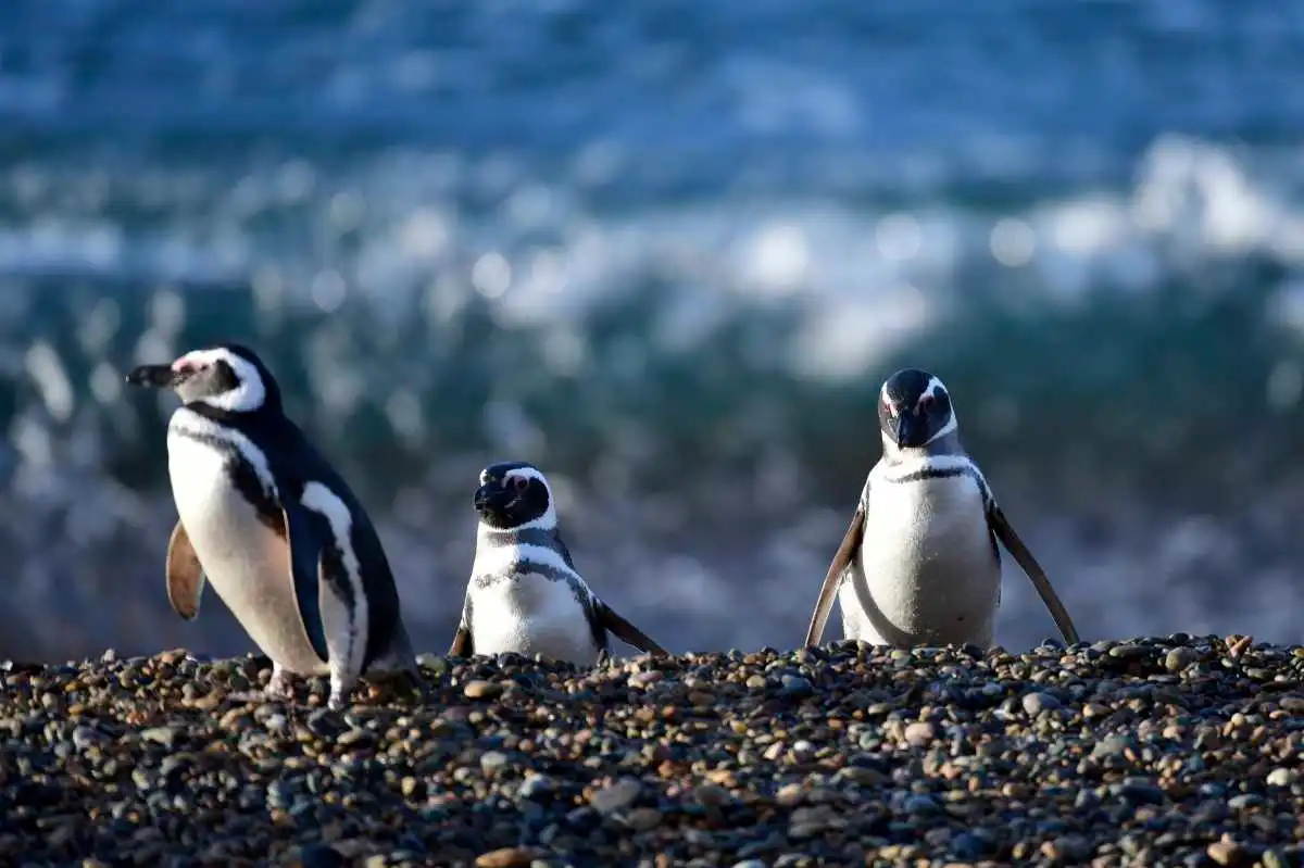 Denuncian la muerte de cientos de pingüinos en Argentina: nidos fueron aplastados por maquinaria