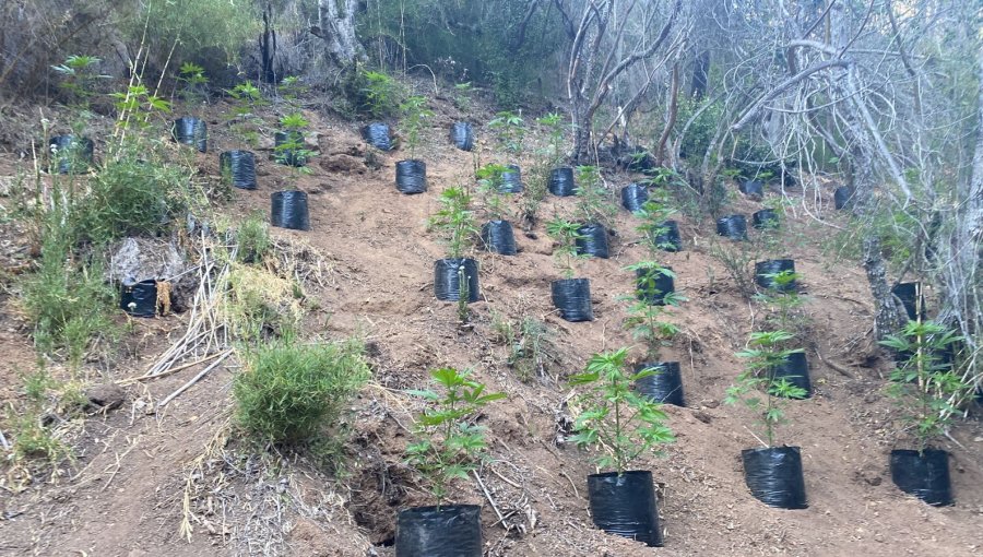 Incautan 680 plantas de marihuana desde cultivo ilegal en sector rural de Limache