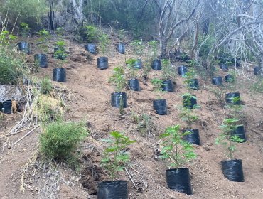 Incautan 680 plantas de marihuana desde cultivo ilegal en sector rural de Limache