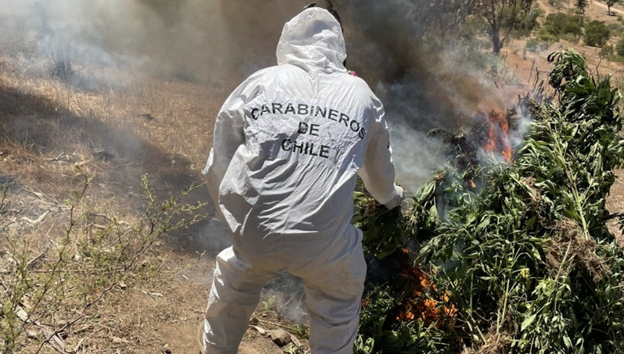 Incautan más de 4 mil plantas de cannabis sativa halladas en quebrada de La Ligua