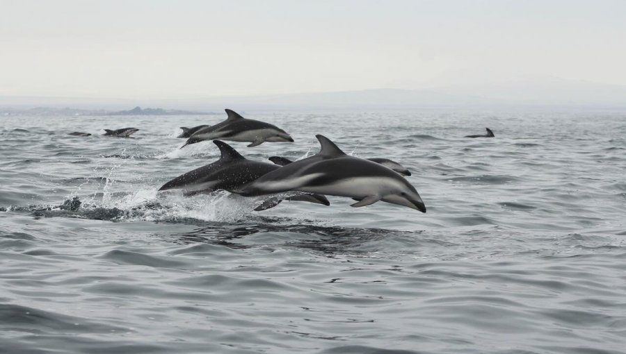 Consejo de Ministros para la Sustentabilidad aprobó la creación del área marina costera protegida de múltiples usos Archipiélago de Humboldt