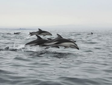 Consejo de Ministros para la Sustentabilidad aprobó la creación del área marina costera protegida de múltiples usos Archipiélago de Humboldt