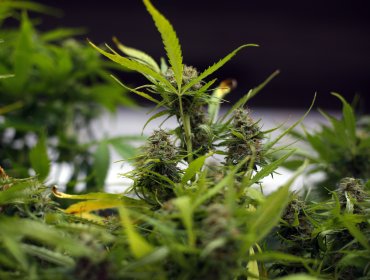 Cliente de feria navideña de La Cisterna denunció venta de drogas en una casa: incautaron 64 plantas de marihuana y hongos alucinógenos