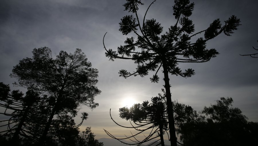 La Araucanía: Refuerzan medidas para evitar aumento de contagios por Hanta