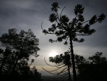 La Araucanía: Refuerzan medidas para evitar aumento de contagios por Hanta