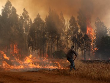 Delegado presidencial de La Araucanía: Incendio en El Sauce y Angol es intencional