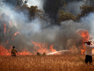 2.100 hectáreas ha consumido el incendio forestal en Quillón: cinco viviendas quemadas y dos bomberos lesionados