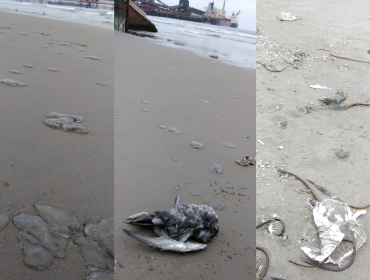A días de nuevo derrame, encuentran gaviotas y fragatas portuguesas muertas y con manchas de petróleo en la bahía de Quintero