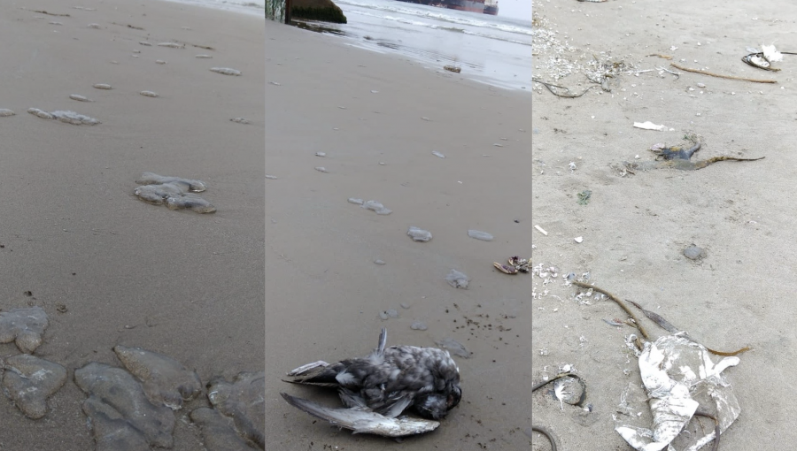 A días de nuevo derrame, encuentran gaviotas y fragatas portuguesas muertas y con manchas de petróleo en la bahía de Quintero