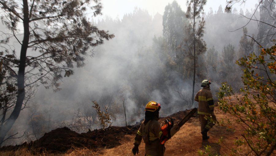 Decretan Zona de Emergencia Agrícola en Quillón por incendios forestales que han consumido más de 2 mil hectáreas