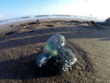 Alerta en Puchuncaví por alta presencia de fragatas portuguesas: Seremi de Salud decreta el cierre de tres playas