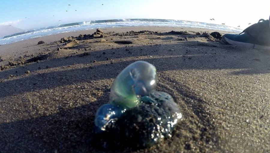 Alerta en Puchuncaví por alta presencia de fragatas portuguesas: Seremi de Salud decreta el cierre de tres playas