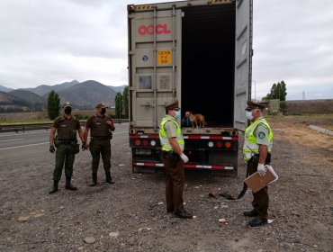 Descubren al interior del contenedor de un camión a 10 extranjeros indocumentados en La Calera: conductor fue detenido por tráfico de migrantes