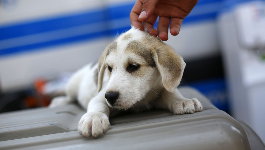 ISP aclara que no se ha prohibido el uso de Trilostano como medicina veterinaria