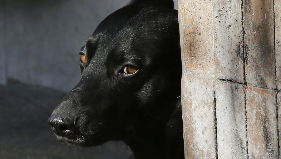 Perro murió de un infarto por el ruido de fuegos artificiales en Puerto Varas