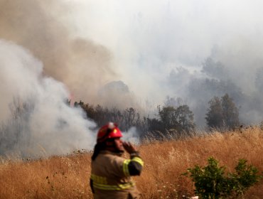 Incendio forestal en Quillón está controlado: No hay comunas en Alerta Roja